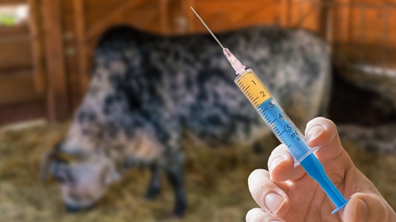 MN farmers ready for new livestock antibiotics rules